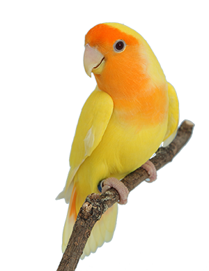 Roseicollie_geel copy